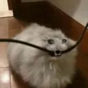 cute cat