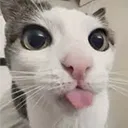 cute cat