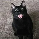 cute cat