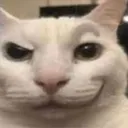 cute cat