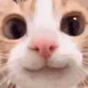 cute cat