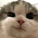 cute cat