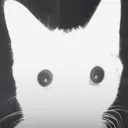 cute cat