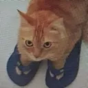 cute cat