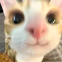 cute cat