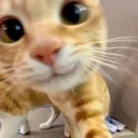 cute cat