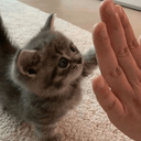 cute cat