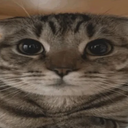 cute cat