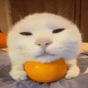 cute cat
