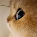 cute cat