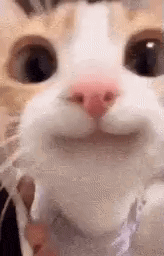 a happy cat